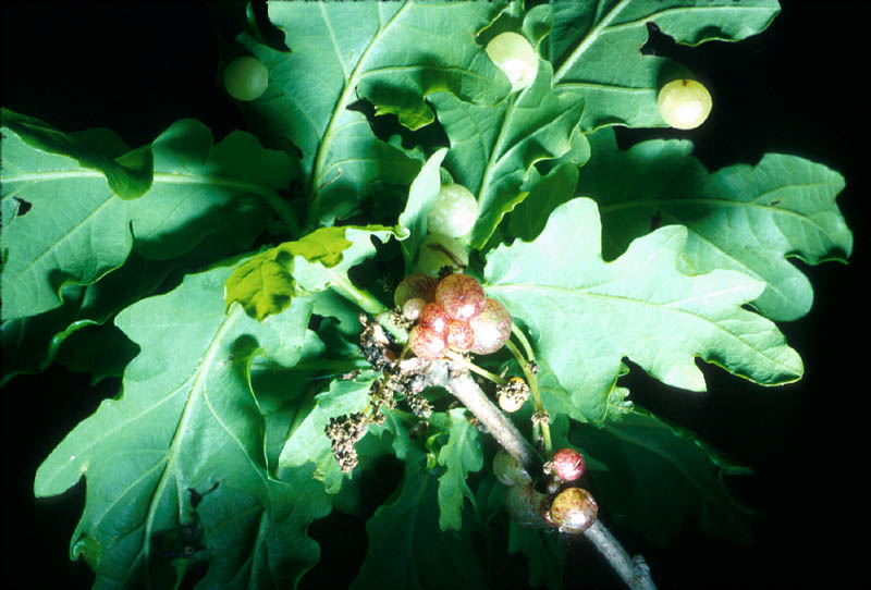 Neuroterus lenticularis</em>. <br>Les galles sont vertes sur les feuilles et roses sur les inflorescences