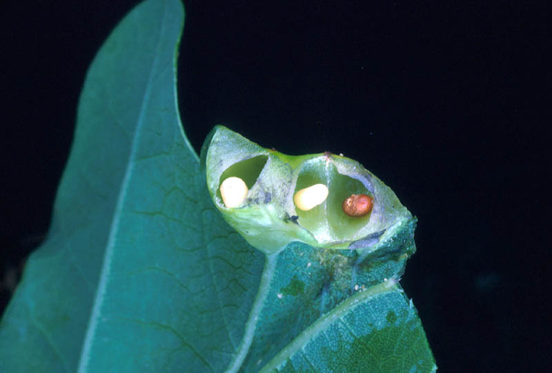 <em>N. lenticularis</em> : coupe d'une galle montrant 2 larves et une nymphe.