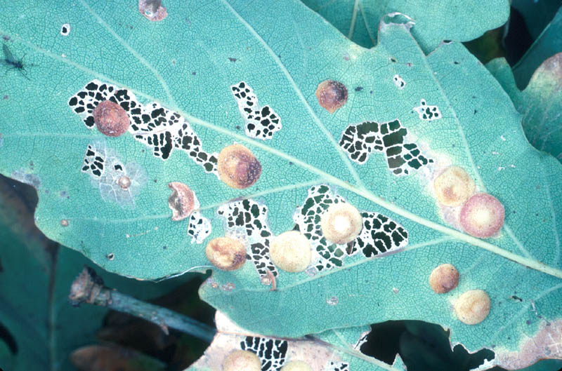 <em>N. lenticularis</em> . Galles en lentilles.