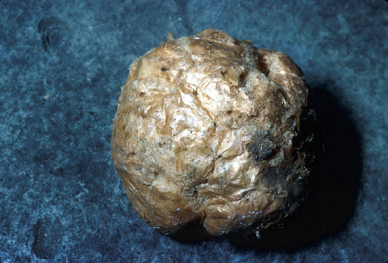  «Pomme de chêne» en août.