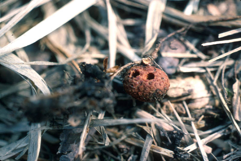 «Galle en truffe» sur racine de chêne.