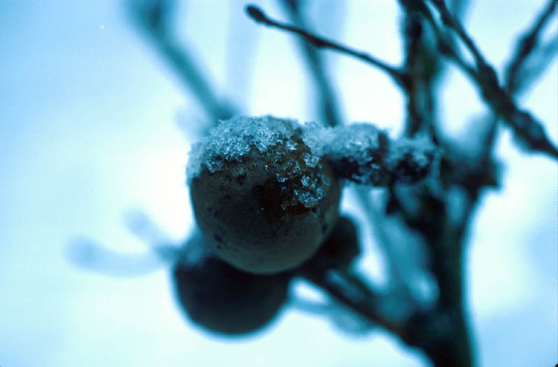 Cynips Kollari .(Galles persistant plusieurs années sur l'arbre et servant de refuge à d'autres insectes)
