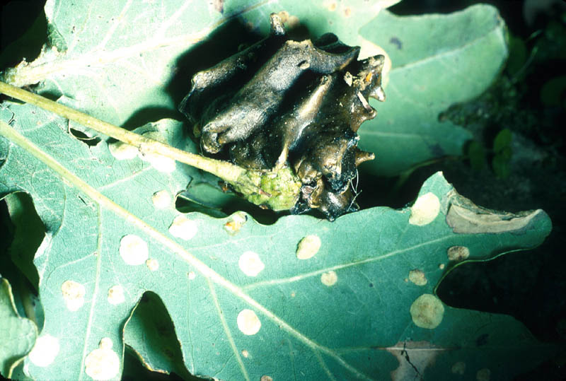  Galle du gland : <em>Cynips quercuscalicis</em>