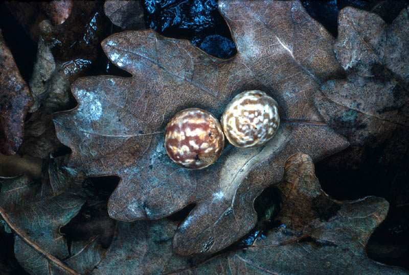 Galles de <em>Diplolepsis longiventris</em><