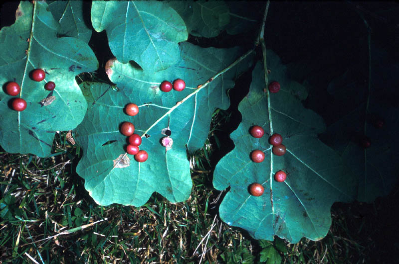 <em>Diplolepsis quercus-folii</em>