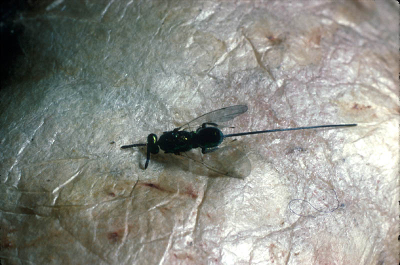 otez la longue tarière de ce parasite qui s'apprête à pondre à l'intérieur d'une pomme de chêne