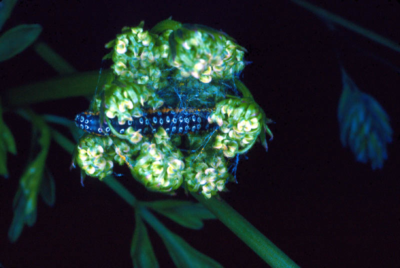 Chenilles de Dépressarie dans une fleur d'Oenanthe