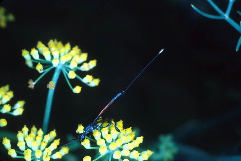 Notez la longue tarière de cet Ichneumon qui parasite souvent les chenilles de Dépressarie