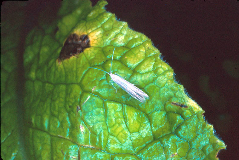 Coléophore du Jonc