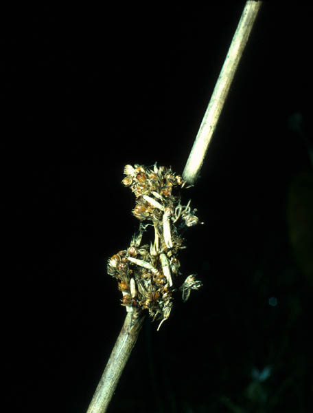 Les graines de cette inflorescence de Jonc ont dû être totalement détruites par les chenilles du Coléophore dont les fourreaux nombreux sont bien visibles.