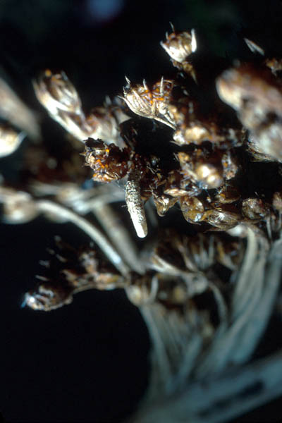 Ce fourreau de Coléophore passe inaperçu dans l'inflorescence de Jonc