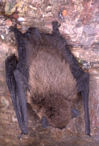 Chauve-souris Pipistrelle
