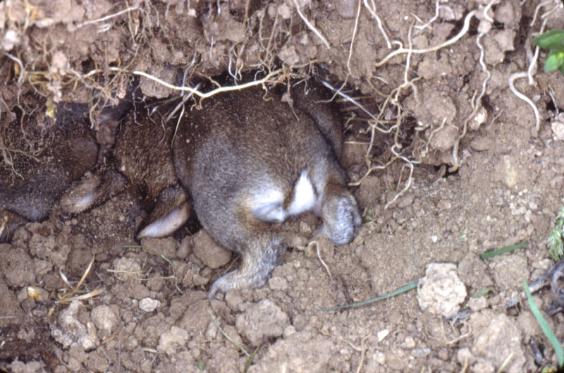 Jeune lapin rentrant au terrier