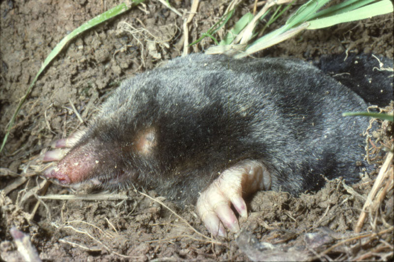 Taupe commune