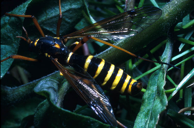 Un grand Moustique inoffensif du genre Pachyrhina