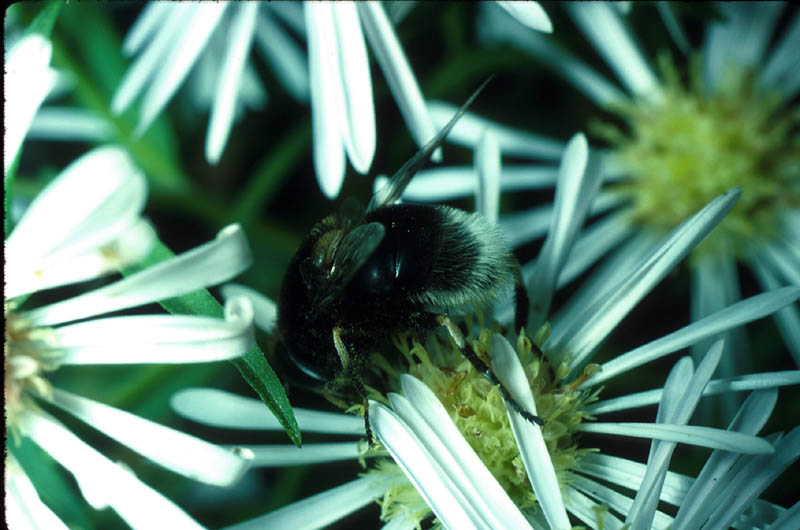 Volucelle-bourdon genre Arctophila famille des Syrphidés