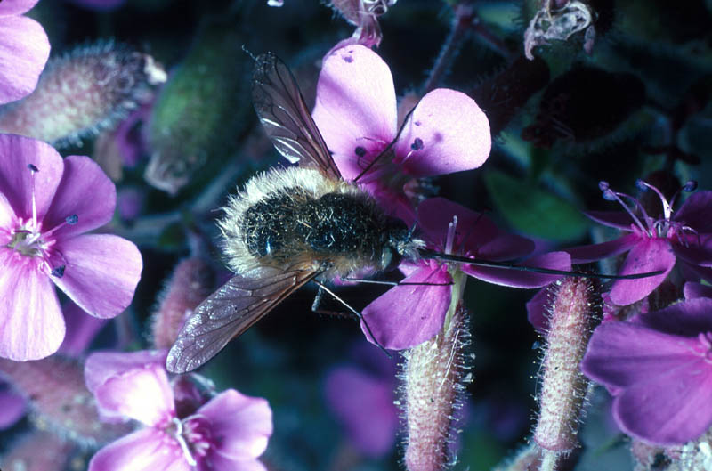 Une mouche à allure de bourdon : Bombylus major