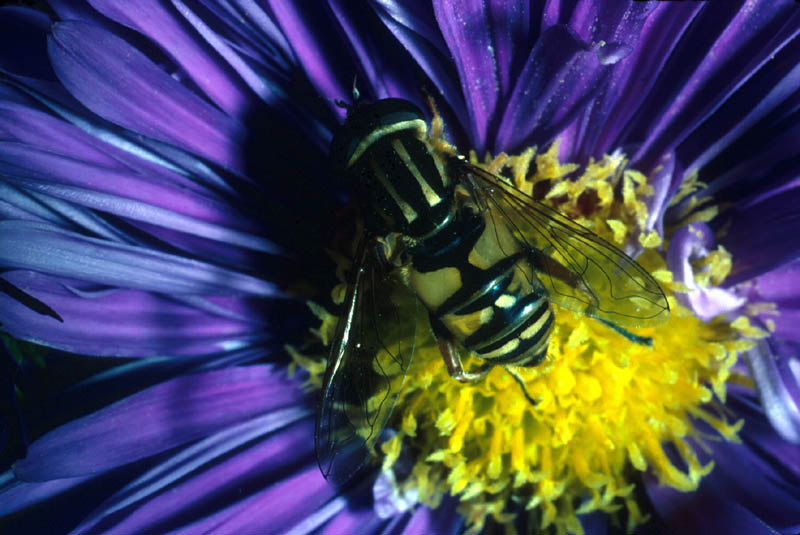 Helophilus pendulus famille des Syrphidés
