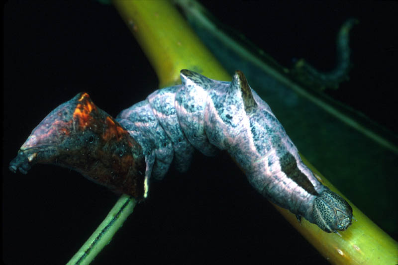 La chenille du Bois veiné caractéristique des zones humides vit sur les saules et peupliers. Sa partie postérieure est mimétique d'une tête de serpent.