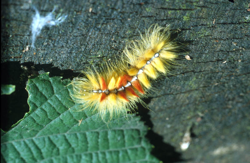Chenille de papillon homochromique d'une fleur de saule