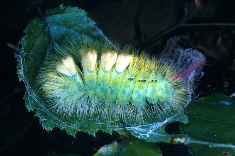 Chenille arpenteuse de phalène homochromique d'une branche