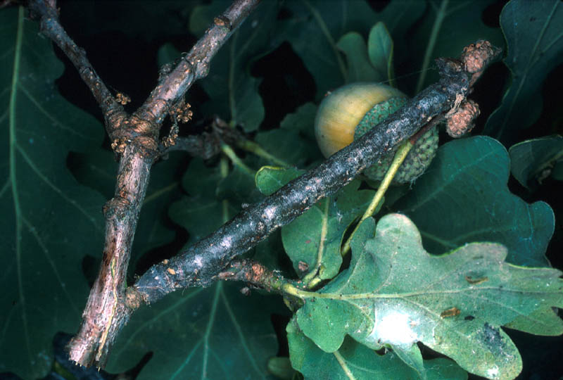 Chenille de Phalène