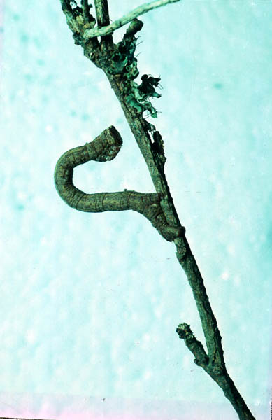 Chenille arpenteuse
