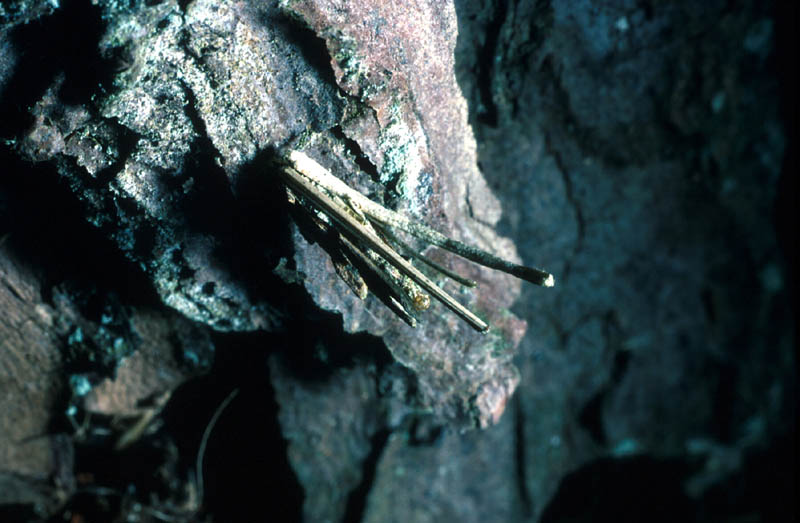 Chenille de Fumea dans son abri de brindilles