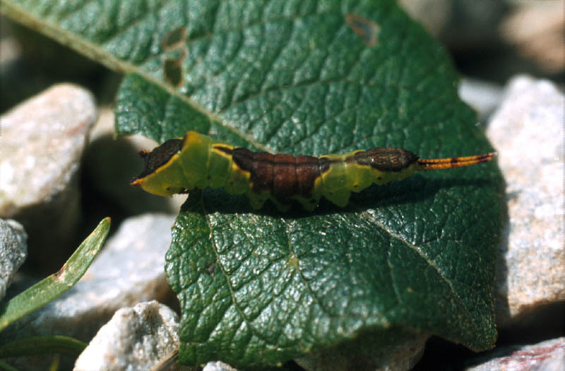 Furcula bifida sur saule
