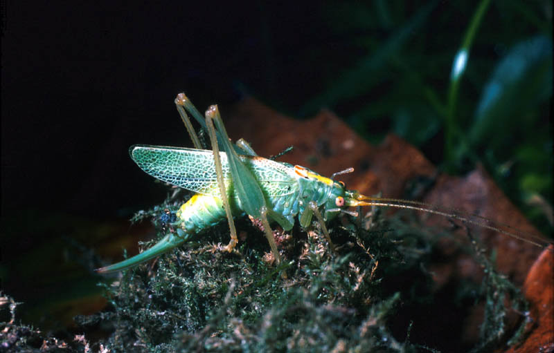 La Sauterelle verte du chêne est homochrome