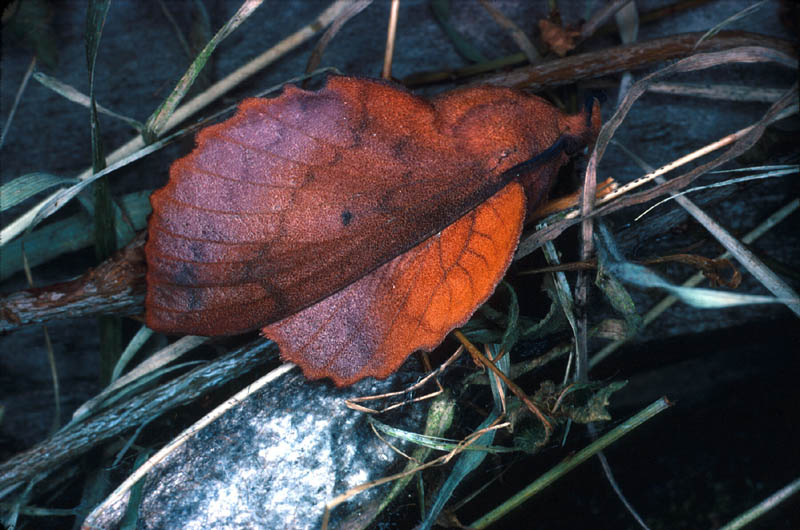 Gastropacha (homochromie et homotypie)