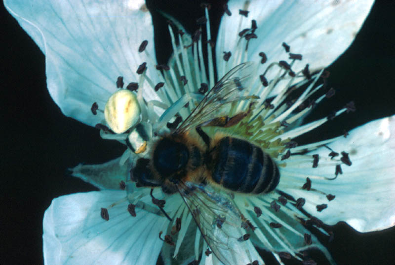 Abeille capturée par une Araignée thomise : cherchez l'Araignée