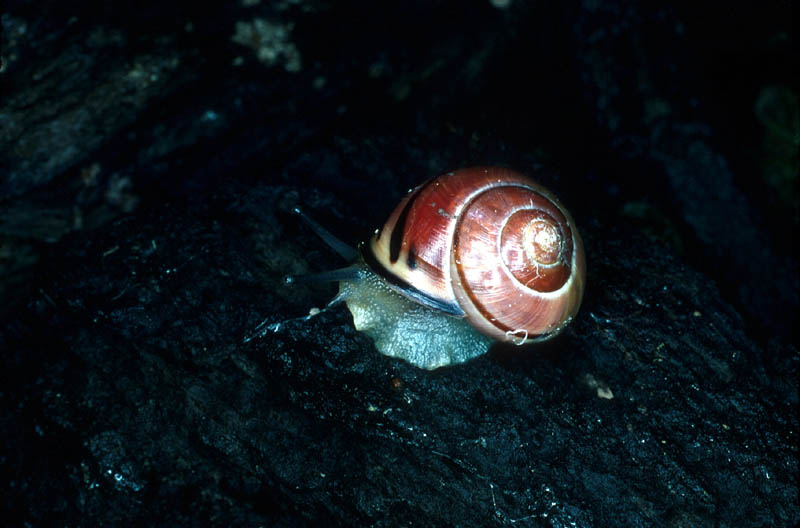 Escargot des bois