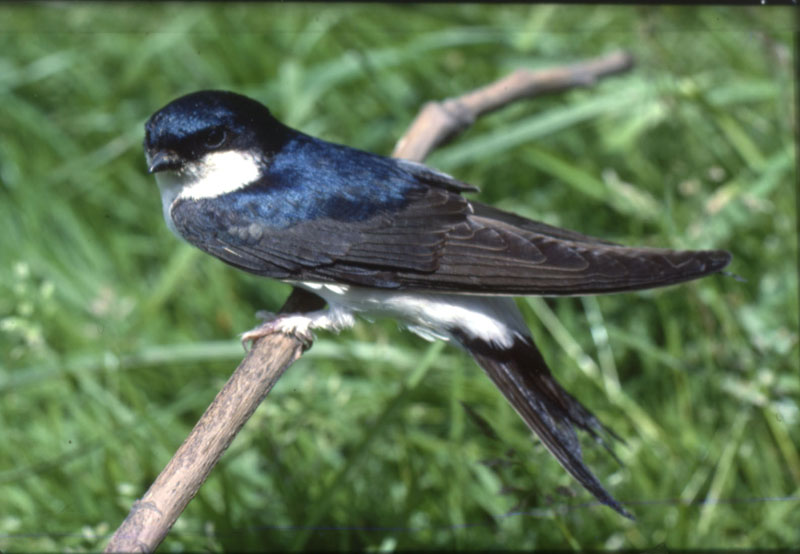 Hirondelle de fenêtre