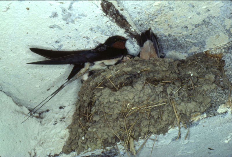 Hirondelle de cheminée
