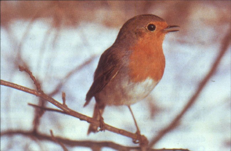 Rouge-gorge