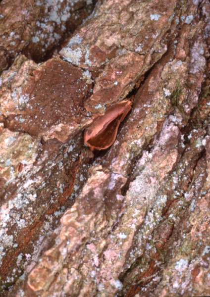 Graine coincée dans l'écorce d'un arbre et vidée par une sitelle