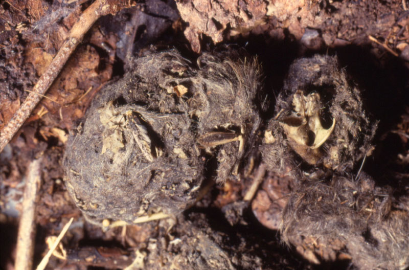 Pelotes de déjection de Chouette effraie