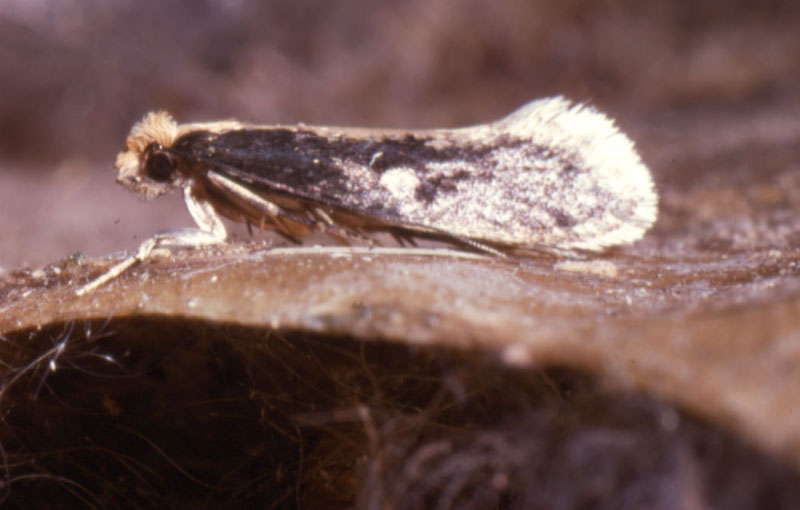 Monopis Rusticella, un papillon dont les chenilles vivent dans les pelotes des Chouette