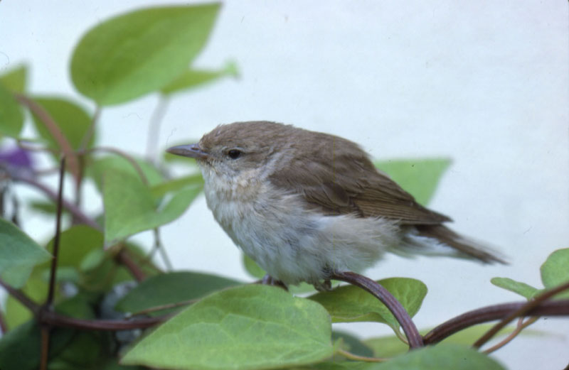 Jeune Gobe-mouche gris