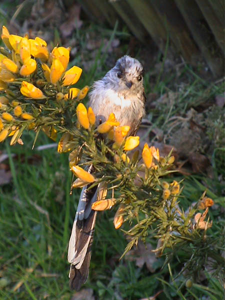 Mésange à longue queue dans un buisson d'ajoncs 