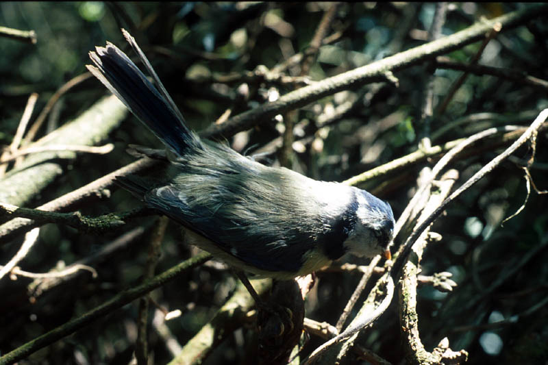 Mésange à tête bleue