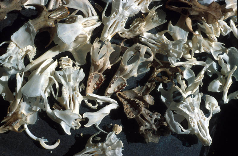 Crânes extraits de pelotes : notez la dentition des musaraignes