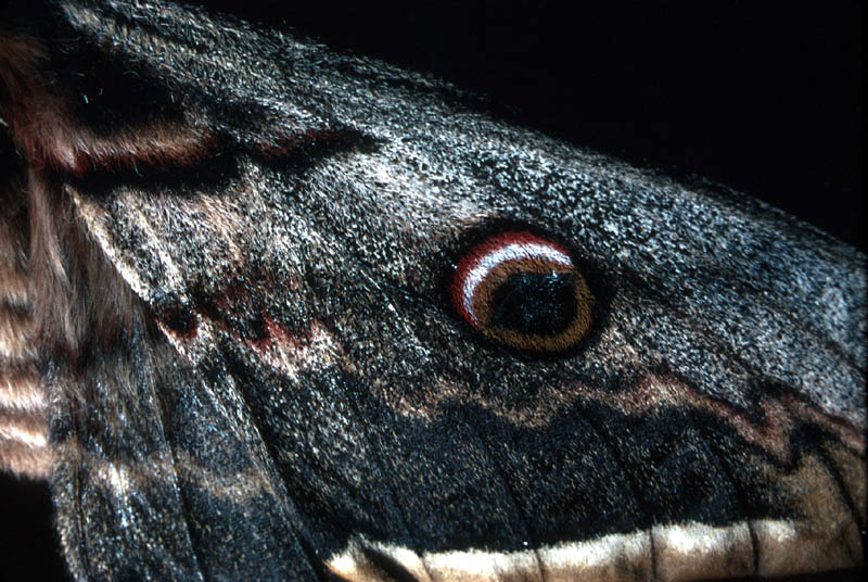 Détail de l'aile d'un Grand Paon de nuit