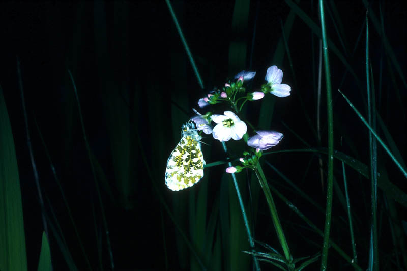 Aurore au repos sur les fleurs de Cardamine