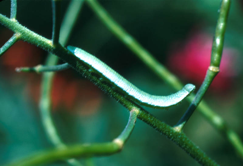 Chenille de l'Aurore