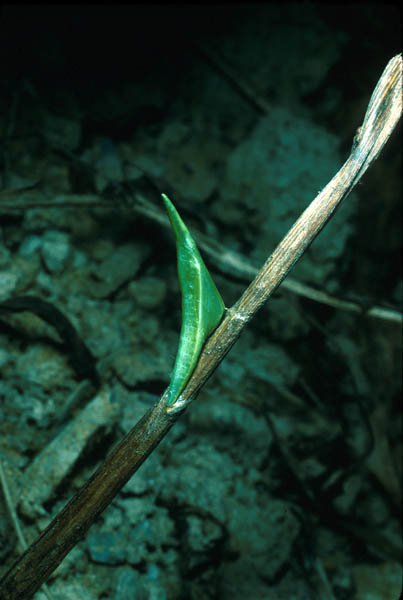 Chrysalide de l'Aurore