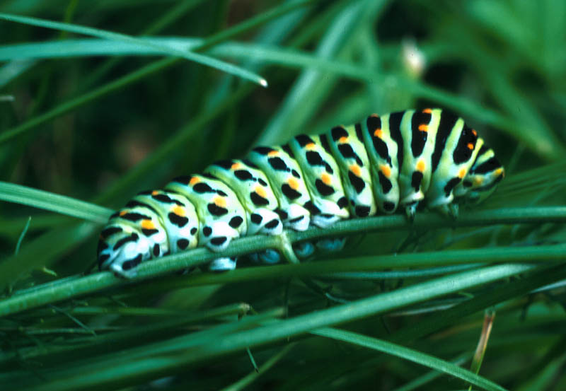 Chenille de Machaon