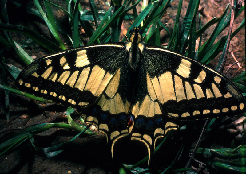Machaon