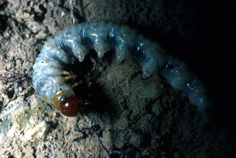 Chenille d'Hépiale extraite de la racine de la Berce en décembre